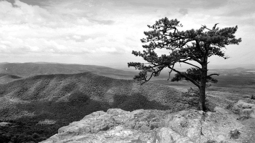 Lonely Tree and Mountains