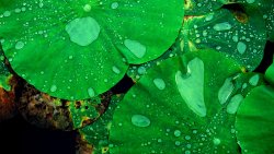 Lotus and Water Drops