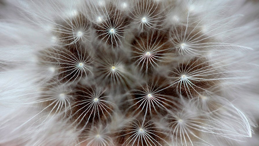Macro Dandelion