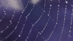 Macro of Drops Falling in a Spider Web After Rain