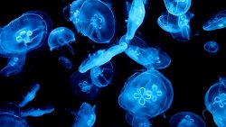 Many Blue Jellyfish in the Water