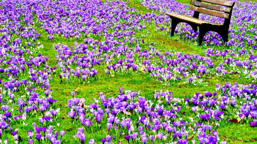 Many Purple Crocuses and Bench