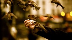 Many Small Birds and Hand of Human