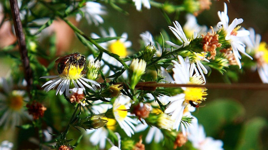 Many Small Flowers