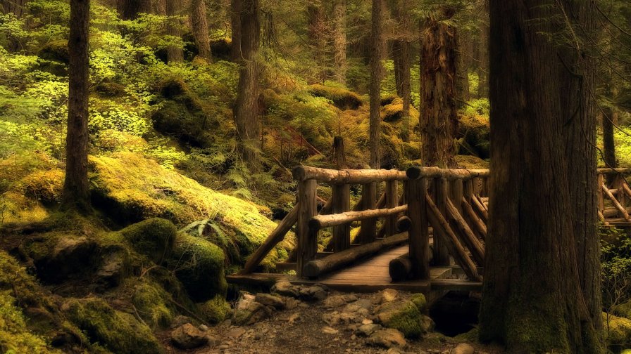Mysterious Forest