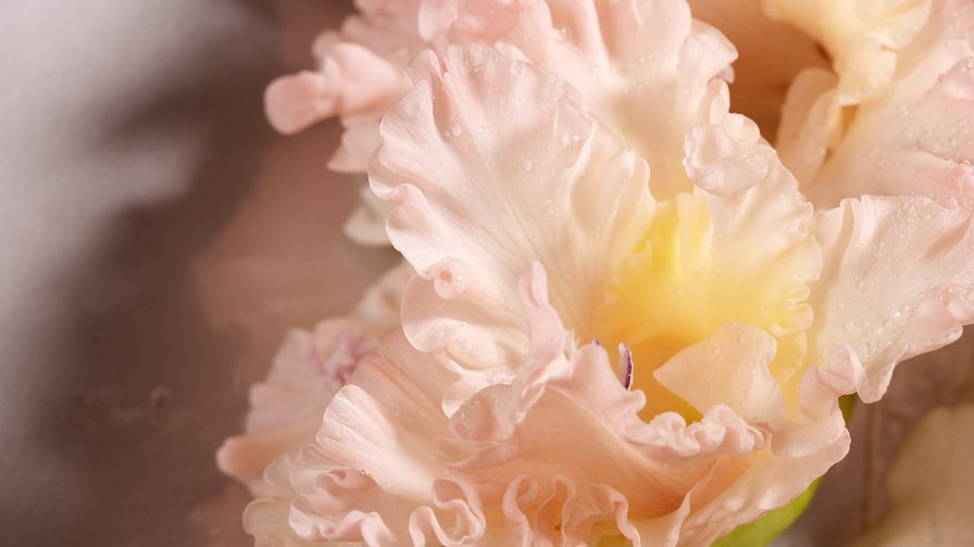 Nice Pink Flower