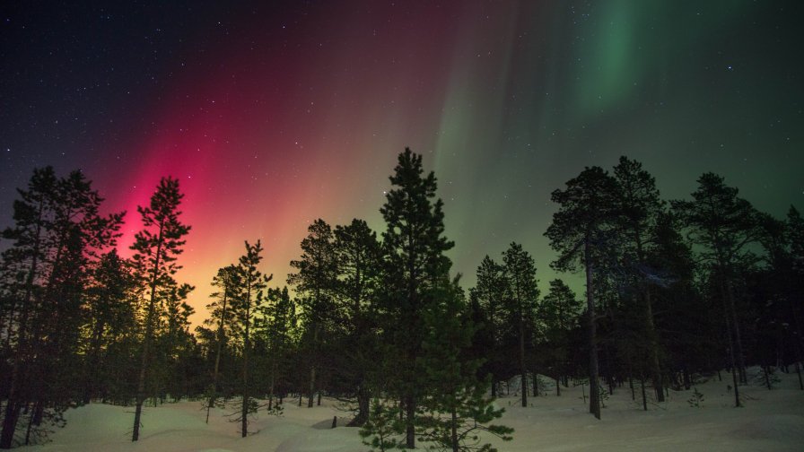 Night in Pine Forest and Aurora