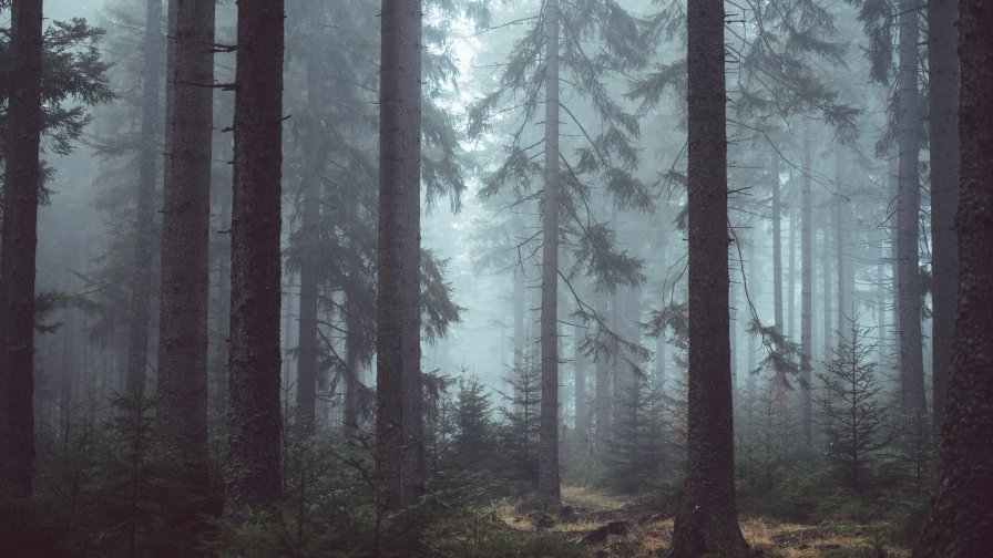 Old Dark Pine Forest and Fog