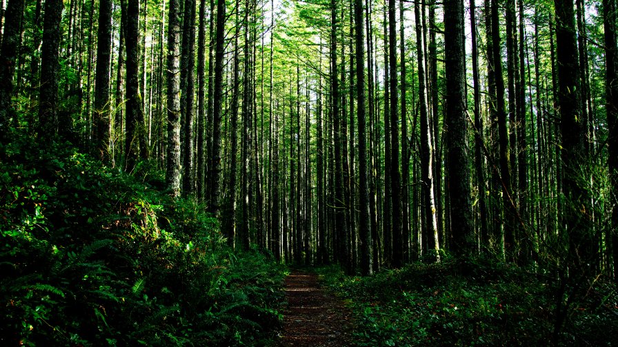 Old Green Forest Footpath and Green Grass