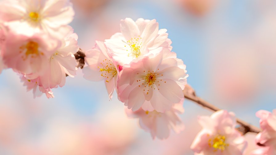Pink Flowers on the Tree