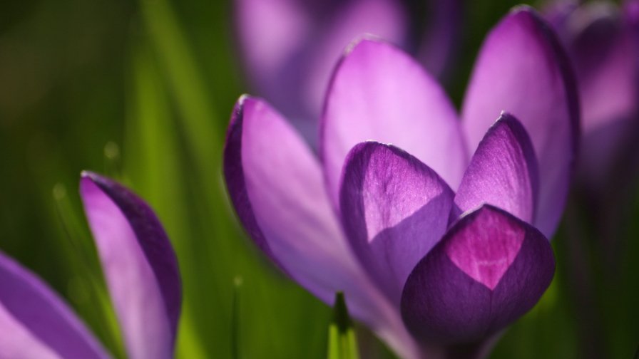 Purple Flower