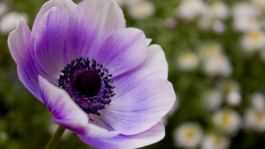 Purple Flower Macro on the Field