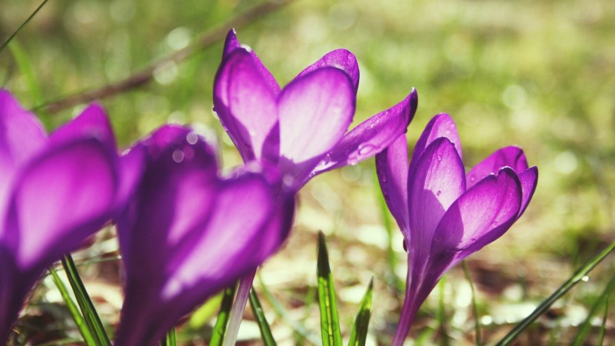 Purple Snowdrops Macro