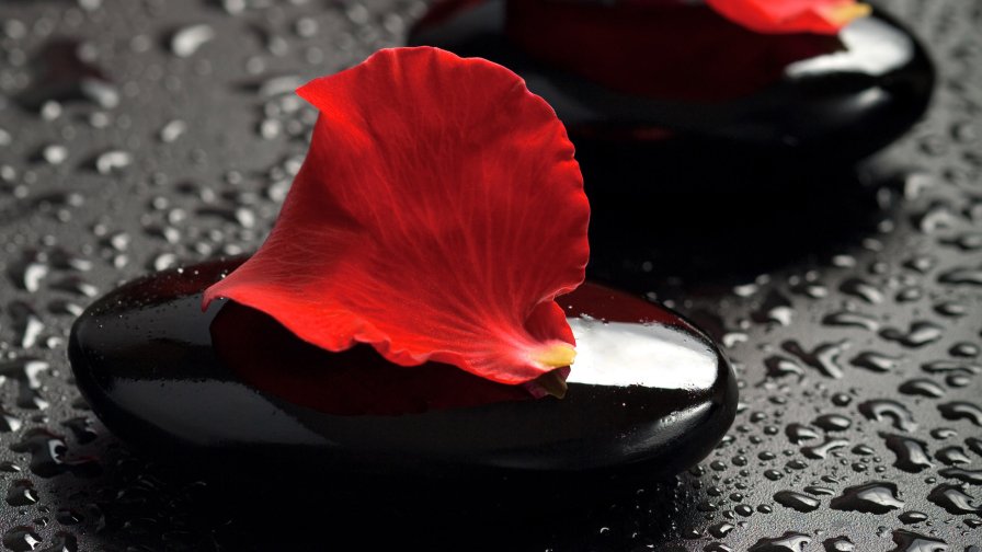 Red Petals and Water Drops