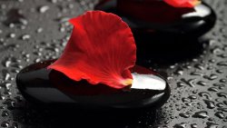 Red Petals and Water Drops
