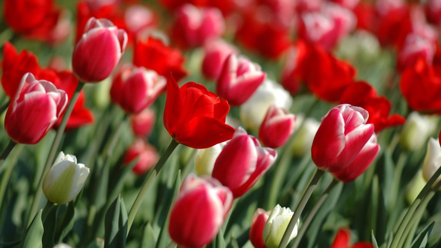 Red Tulips
