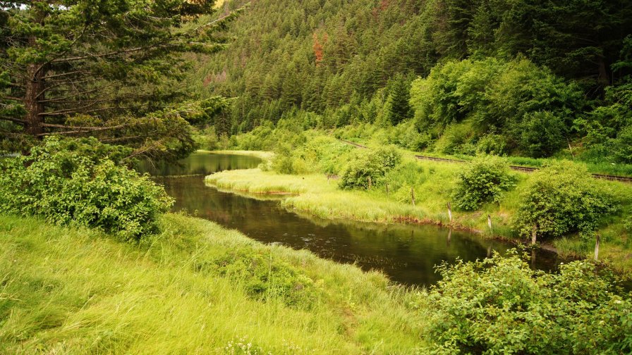 River in Big Green Forest