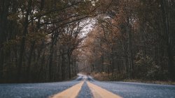 Road Marking and Trees in Old Autumn Forest