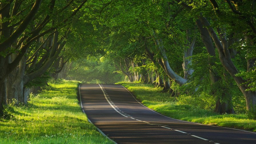Road in Old Dense Forest