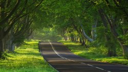 Road in Old Dense Forest