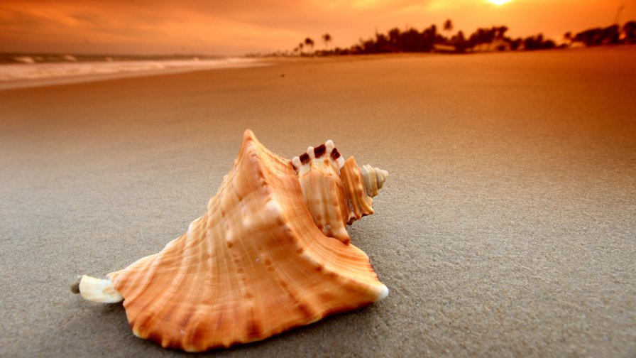 Shell on the Beach Macro