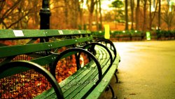Single Bench in Autumn Park
