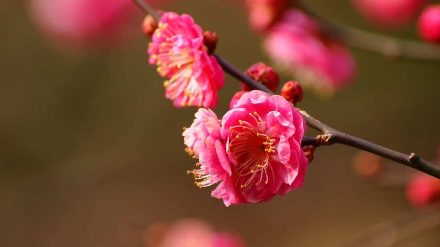Small Pink Flowers on the Branches