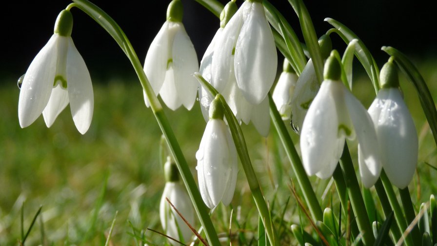 Small White Snowdrops in the Field