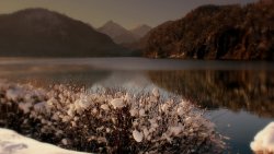 Snowed Bushes and Winter Forest with Lake