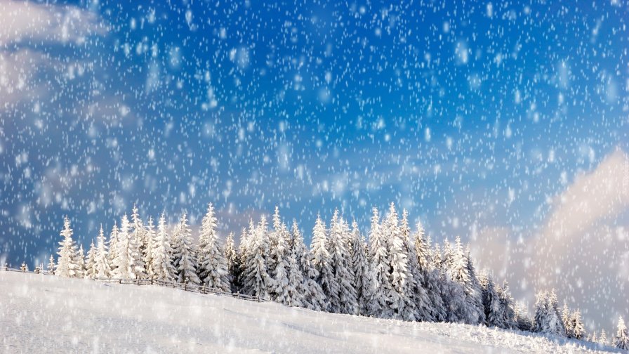 Snowing in Winter Pine Forest