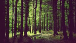 Spring Forest Trees and Grass