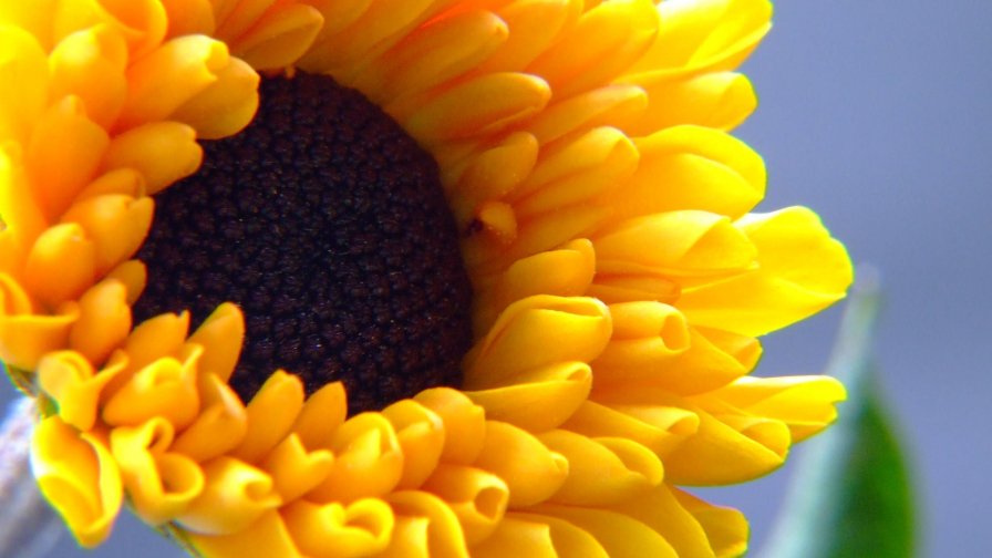 Summer Flower