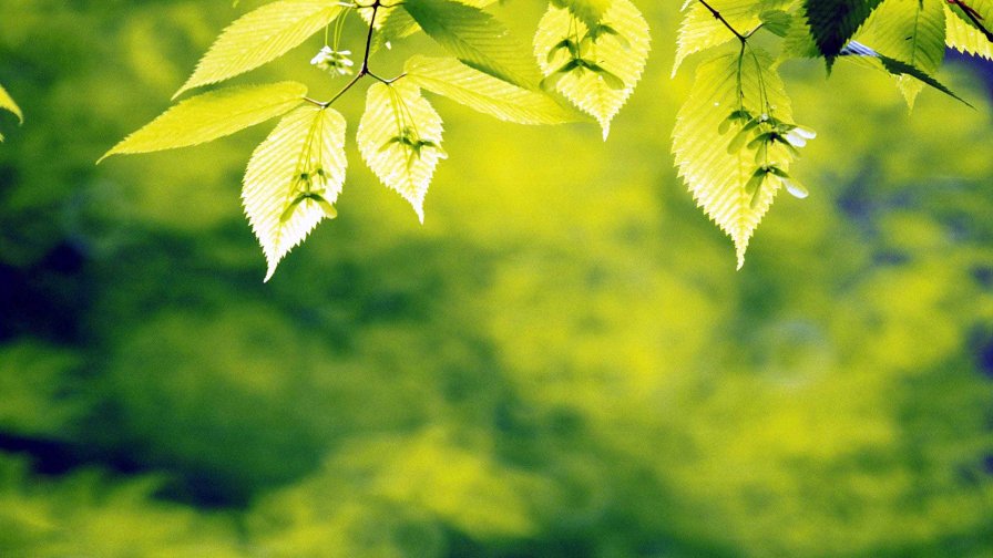 Summer and Leaves on the Branch