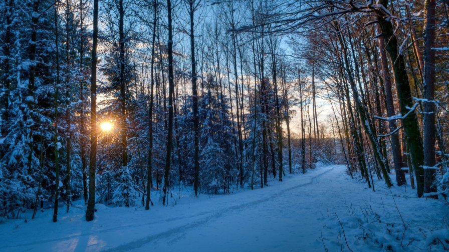 Sunset in Beautiful Winter Forest