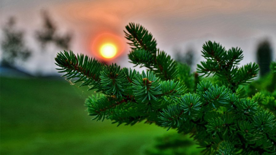 Sunset in the Green Forest