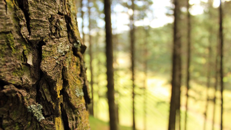 Tree in the Forest Close Up