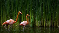 Two Pink Flamingo on Lake