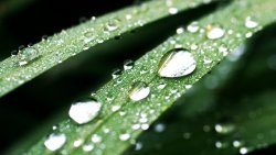 Water Drops on the Green Leaf