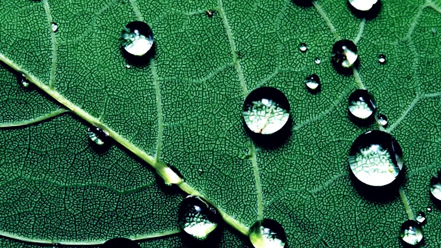 Water Drops on the Green Leaf