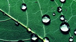 Water Drops on the Green Leaf