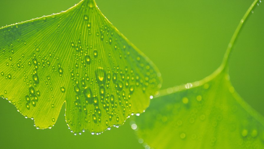 Water Drops on the Green Leaves and Sunrays