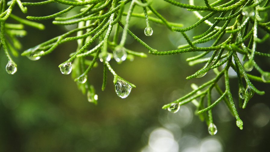 Water Drops on the Tree after Rain