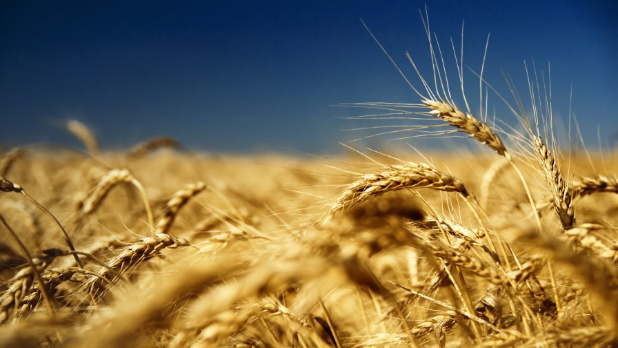 Wheat Close Up and Clear Sky Flag of Ukraine