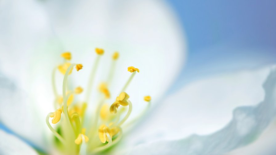 White Flower Macro Photo