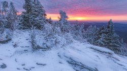 Winter Forest and Sunset
