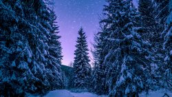 Winter Pine Forest and Night Sky