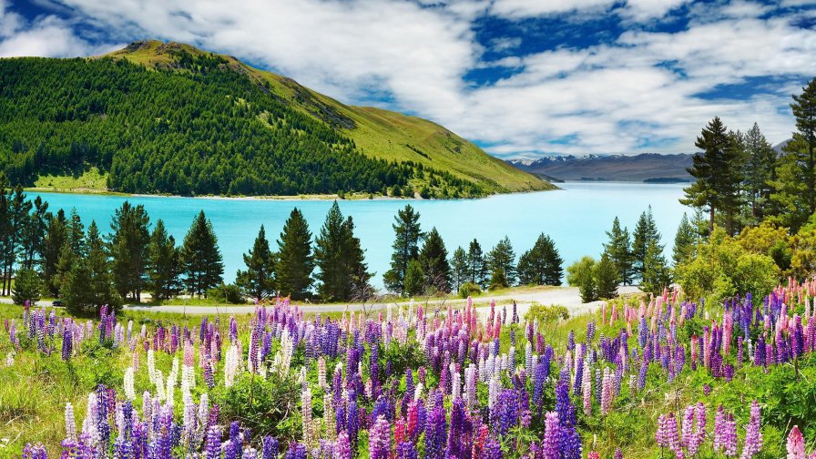 Wonderful Mountain Valley and Many Beautiful Flowers