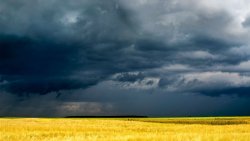 Yellow Field with Wheat and Beautiful Sky