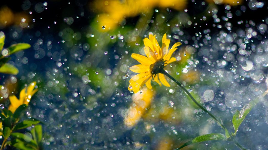 Yellow Flower and Rain