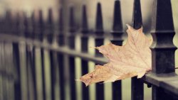 Yellow Leaf in Fence